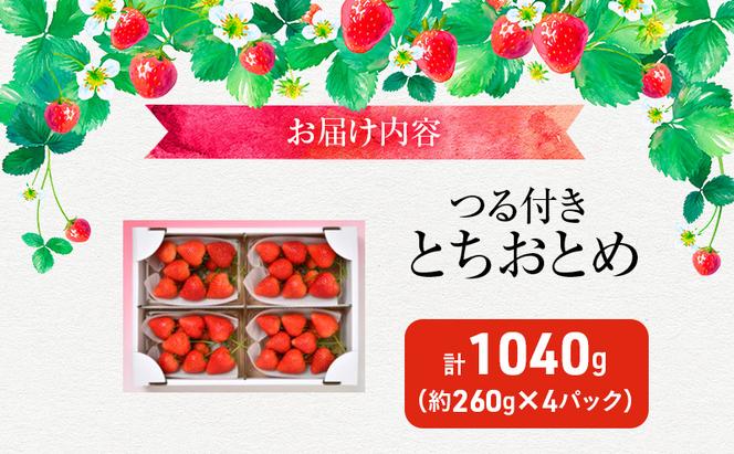 つる付き とちおとめ 4パック（11月下旬～12月中旬発送） いちご 果物 フルーツ 苺 イチゴ くだもの 朝取り 新鮮 美味しい 甘い