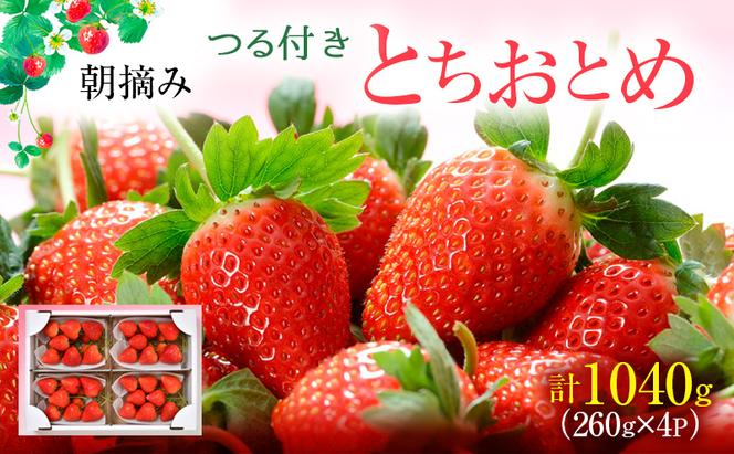 つる付き とちおとめ 4パック（2月中旬～下旬発送）  いちご 果物 フルーツ 苺 イチゴ くだもの 朝取り 新鮮 美味しい 甘い