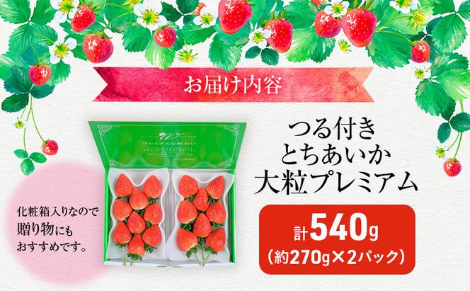 つる付き とちあいか 大粒プレミアム 2パック （11月下旬～12月中旬発送）  いちご 果物 フルーツ 苺 イチゴ くだもの 朝取り 新鮮 美味しい 甘い