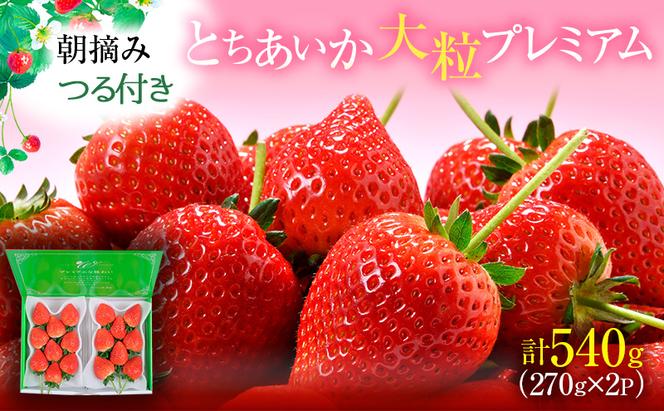 つる付き とちあいか 大粒プレミアム 2パック （3～5月発送） いちご 果物 フルーツ 苺 イチゴ くだもの 朝取り 新鮮 美味しい 甘い