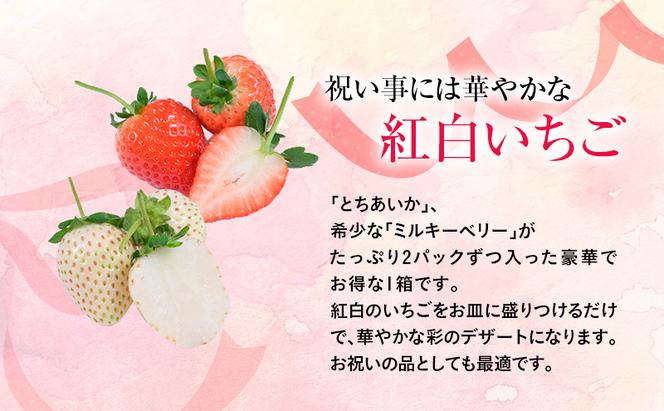 おめでた紅白2種いちご 4パック （11下旬～12月中旬発送） いちご 果物 フルーツ 苺 イチゴ くだもの とちあいか ミルキーベリー 朝取り 新鮮 美味しい 甘い