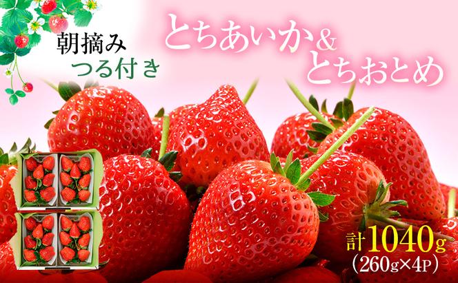 あいか×おとめハーフ＆ハーフ 4パック （2月上旬～2月中旬発送） いちご 果物 フルーツ 苺 イチゴ くだもの とちあいか とちおとめ 朝取り 新鮮 美味しい 甘い