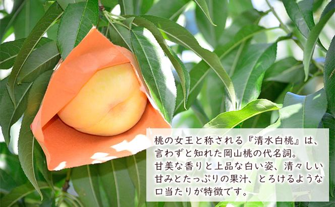 桃 2024年 先行予約 清水 白桃 約1.2kg（4～5玉） 岡山県 フルーツ もも 桃 モモ ピーチ 人気 新鮮 フルーツ 桃 デザート フルーツ もも 桃 モモ ギフト くだもの 桃 もも 果物 フルーツ 桃 もも