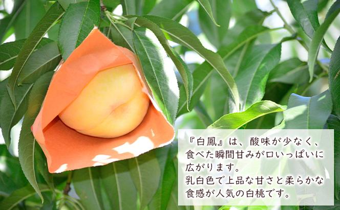 桃 2024年 先行予約 白鳳（白桃）約1.2kg（4～5玉） 岡山県 フルーツ もも 桃 モモ ピーチ 人気 新鮮 フルーツ 桃 デザート フルーツ もも 桃 モモ ギフト くだもの 桃 もも 果物 フルーツ 桃 もも