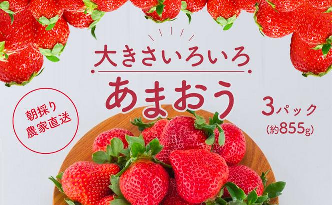 いちご あまおう サイズ いろいろ 3パック（約855g）朝倉限定 イチゴ 苺 果物 フルーツ 配送不可：離島