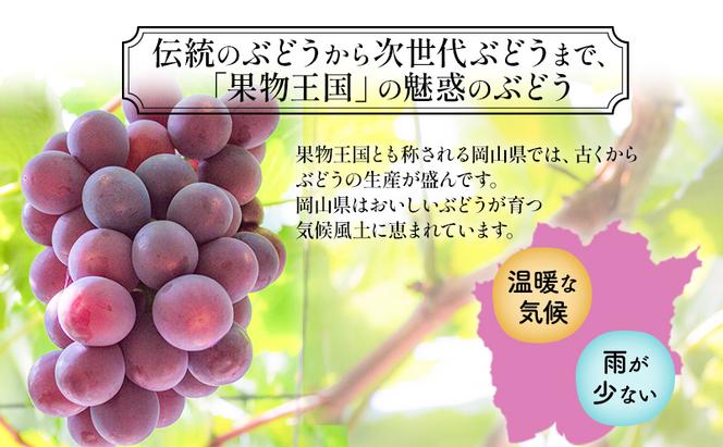 【2025年先行予約】 ぶどう 岡山県産 クイーンニーナ （ 種無し ）約2kg（3～5房） 《2025年9月上旬-下旬頃出荷》 葡萄 ブドウ フルーツ 果物 スイーツ 数量限定 期間限定 岡山 里庄町