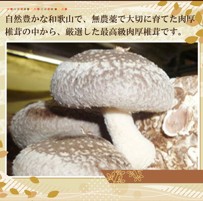DM6003_最高級 肉厚椎茸 清流椎茸 1kg (200g×5パック)
