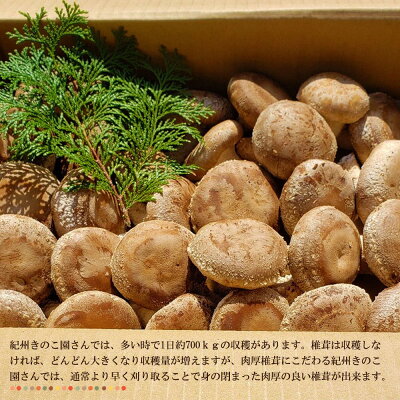 DM6003_最高級 肉厚椎茸 清流椎茸 1kg (200g×5パック)