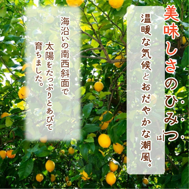 DI6052_【2024年 先行予約】和歌山県 有田産 国産レモン 1kg 訳あり