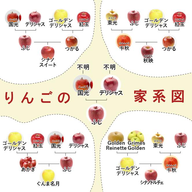 志賀高原の麓で育った シナノスイート （家庭用）約10kg 【 りんご 10kg フルーツ 果物 長野県 長野 】