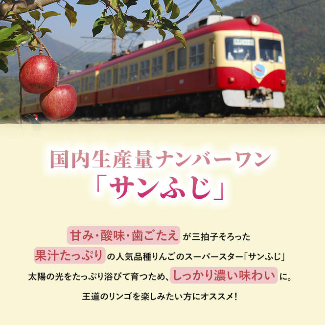志賀高原の麓で育った サンふじ 丸秀36玉 約10kg 【 りんご 10kg フルーツ 果物 デザート 長野 】