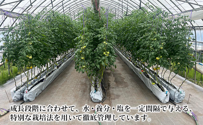 北海道伊達市 高糖度 トマト 北赤妃 きせき 約1kg  4箱 Mサイズ 計4kg