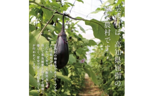 【CF-R5frp】 朝どれ！野菜の詰合せ／芸西村で採れた新鮮な野菜6～8種類をお届けします。