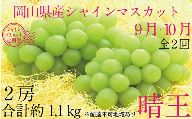 ぶどう 2025年 先行予約 9月・10月発送 シャイン マスカット 晴王 2房（合計約1.1kg） ブドウ 葡萄  岡山県産 国産 フルーツ 果物 ギフト