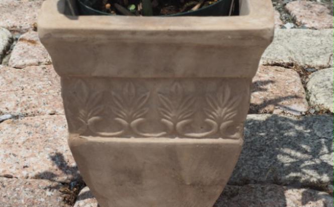植物 フェイジョアの鉢植え アンティークテラコッタ21cm インテリア ガーデニング