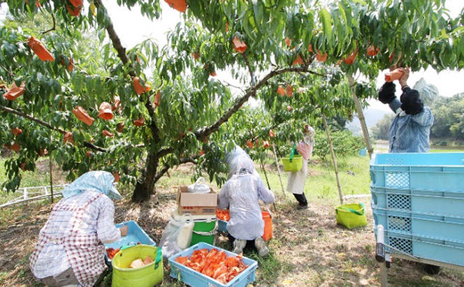 桃 2024年 先行予約 特選 岡山の桃 8玉 約2kg 晩生種 もも モモ 岡山県産 国産 フルーツ 果物 ギフト いろは堂