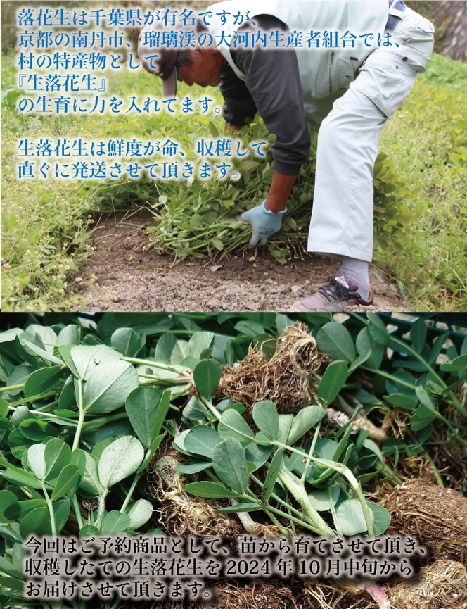 落花生 京都 2025年 先行予約 生落花生 るり渓 大河内生産組合発 丹波 野菜 国産 ピーナッツ おつまみ 先行 ※北海道・沖縄・離島への発送不可