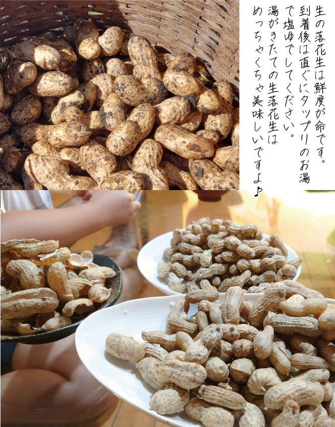 落花生 京都 2025年 先行予約 生落花生 るり渓 大河内生産組合発 丹波 野菜 国産 ピーナッツ おつまみ 先行 ※北海道・沖縄・離島への発送不可