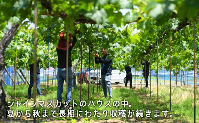 桃 ぶどう 2024年  白桃 晩生種 2玉 シャイン マスカット 1房 合計約1.0kg もも 葡萄 岡山県産 国産 フルーツ 果物 ギフト
