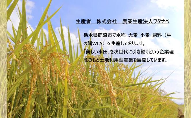 【定期便 6ヶ月】栃木県鹿沼市産 とちぎの星 無洗米 10kg（5kg×2袋） 6回お届け 令和6年産 水稲うるち精米 単一原料米 お米  特A 大粒