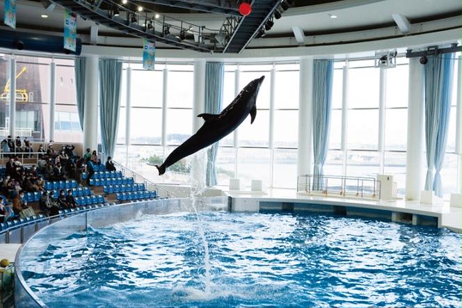 アクアワールド茨城県大洗水族館 年間パスポート 大人1名 大洗 チケット 券 アクアワールド 水族館