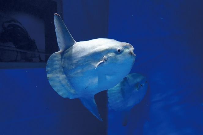 アクアワールド茨城県大洗水族館 年間パスポート 大人1名 小・中学生1名 大洗 チケット 券 アクアワールド 水族館