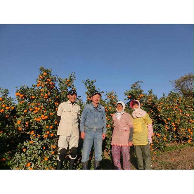 宮川早生みかんご家庭用　10kg箱入 | みかん 早生みかん 早生 訳あり わけあり 旬 柑橘 フルーツ 果物 果実 ミカン 産地直送 ※2025年11月下旬～12月中旬頃に順次発送予定