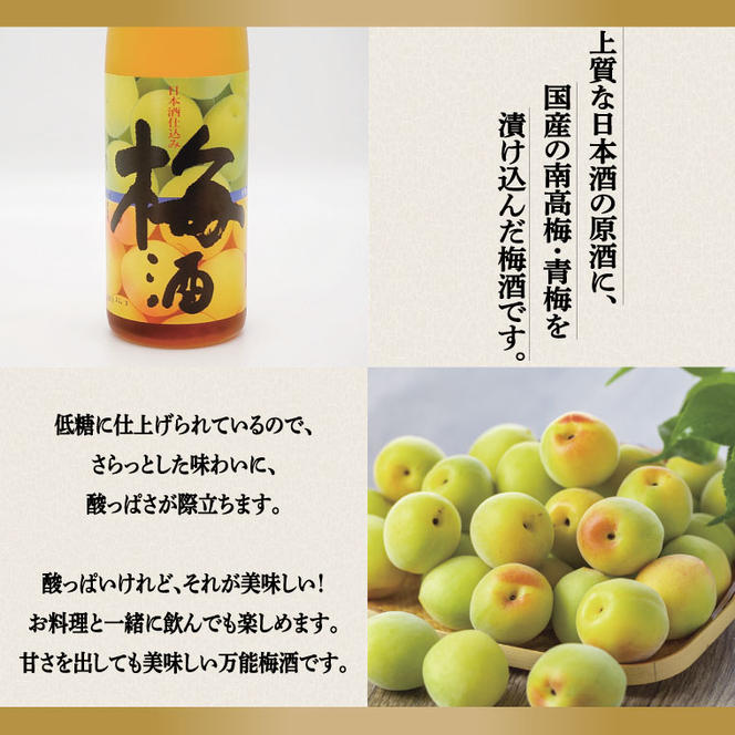 日本酒 仕込み 梅酒 500ml 本醸造 720ml 2本 セット 月の井 大洗 地酒 国産梅 茨城