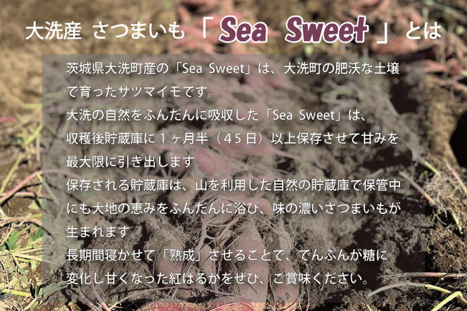 大洗産 さつまいも 紅はるか 2.5kg （8本前後） 「Sea Sweet」 長期熟成 茨城県産 サツマイモ 土付き 生芋 芋 さつま芋 薩摩芋 甘藷 べにはるか