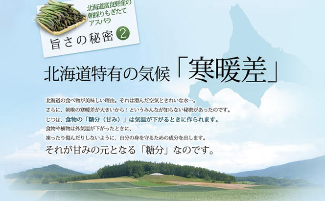 【2024年春発送】極太 グリーンアスパラ 3Lサイズ 1kg 北海道 富良野市産 (スイートベジタブルファクトリー)