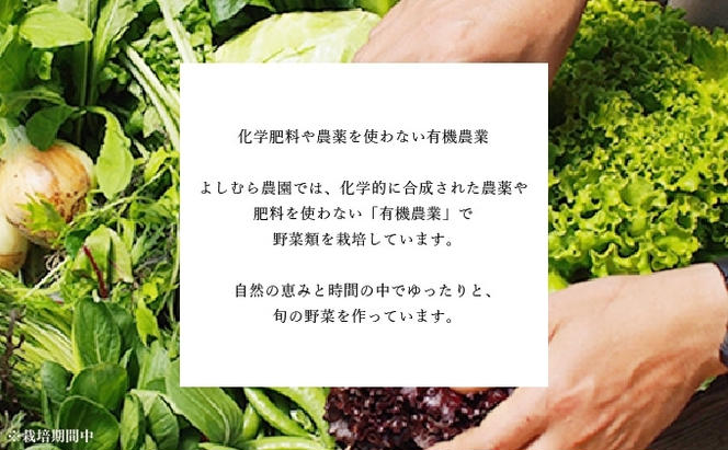 野菜 詰め合わせ 定期便12回／よしむら農園 オーガニック おまかせ野菜セット 定期配送