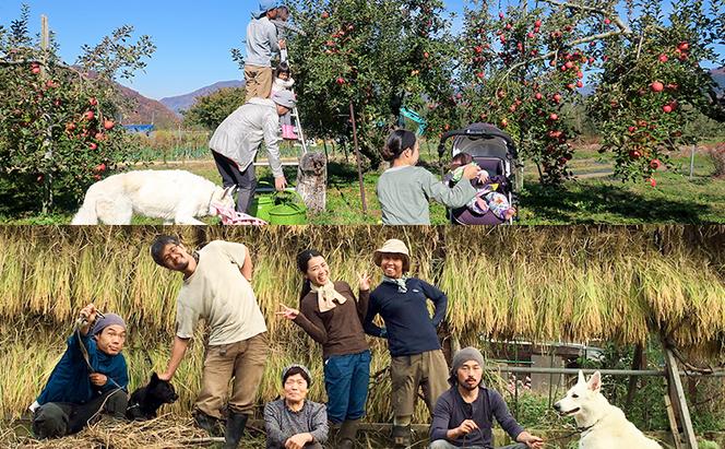 巨峰（種ありと種なし）の食べくらべセット 約1kg 2024年（R6年）9月中旬～10月下旬頃出荷予定