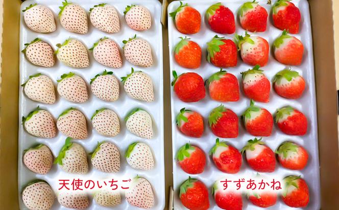 北海道 伊達市 すずあかね と 天使 の いちご セット 25～35個入り 苺 イチゴ スイーツ デザート 果物 甘い 赤 白 鮮やか 新鮮 ケーキ お菓子作り 希少 