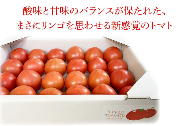 FP-1　東山農園のアップルトマト　約1.5kg