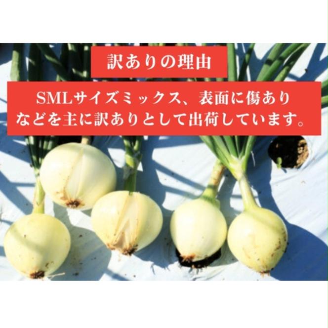 訳あり 新たまねぎ 5kg シルクオニオン 野菜 サラダ 玉ねぎ たまねぎ 新玉 スープ カレー サイズミックス 大小 傷 国産 オニオン 常温 送料無料 愛媛県 愛南町青果市場 発送:11月上旬～