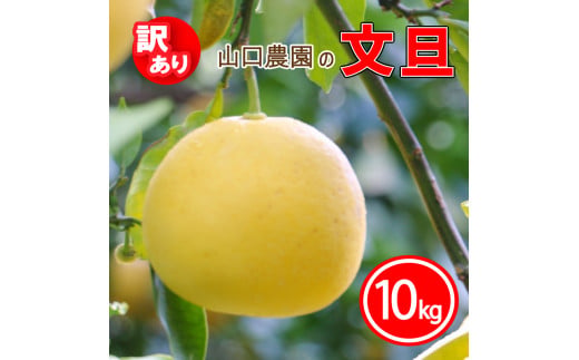 訳あり 文旦 10kg みかん 蜜柑 果物 柑橘 フルーツ 傷 シミ サイズミックス ジュース ゼリー ビタミン 美容 健康 山口農園 送料無料 発送期間: 2025年2月下旬～2025年4月末（なくなり次第終了）