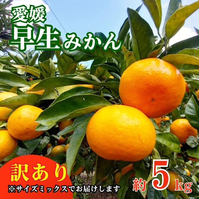 訳あり 愛媛みかん 早生みかん 5kg 早生みかん 蜜柑 みかん 温州みかん 早生 愛媛みかん オレンジ 果物 フルーツ 柑橘 人気 サイズ 不揃い サイズミックス 愛媛 愛南 青果市場 発送期間：2024年11月初旬～11月末(なくなり次第終了)