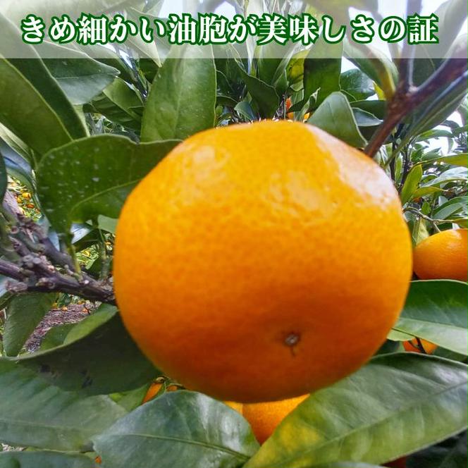 訳あり 愛媛みかん 早生みかん 5kg 早生みかん 蜜柑 みかん 温州みかん 早生 愛媛みかん オレンジ 果物 フルーツ 柑橘 人気 サイズ 不揃い サイズミックス 愛媛 愛南 青果市場 発送期間：2024年11月初旬～11月末(なくなり次第終了)