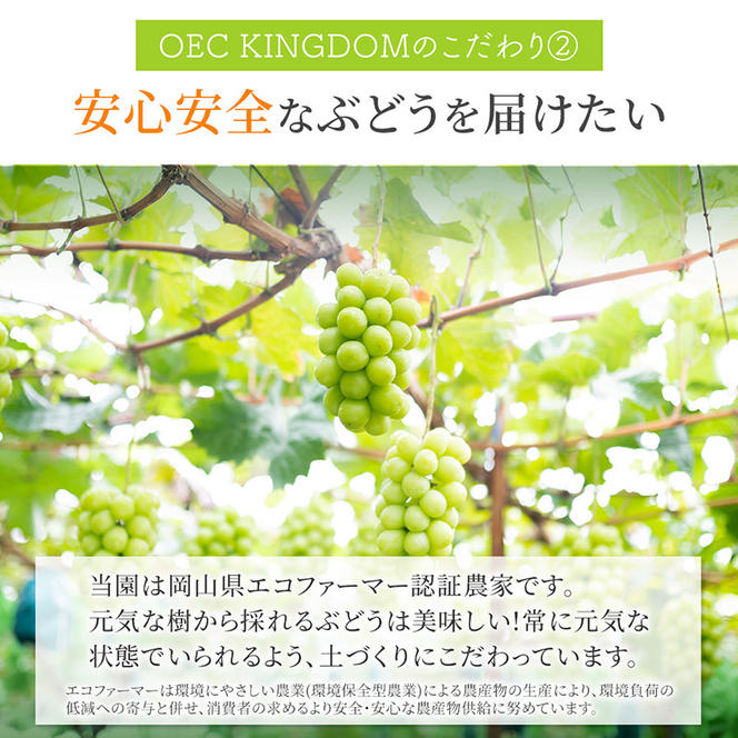 ぶどう 2024年 先行予約 シャイン マスカット 2房（合計1.3kg以上）贈答クラス  ブドウ 葡萄  岡山県産 国産 フルーツ 果物 ギフト OEC KINGDOM ぶどう家