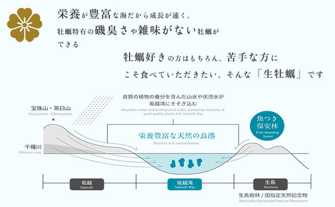 牡蠣 お試し 坂越かき 殻付き牡蠣 12個 軍手・オイスターナイフ付き[ 生牡蠣 かき カキ 殻付 生食 一人暮し 冬牡蠣 ]