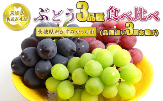 ぶどう3品種 食べ比べ【茨城県共通返礼品 かすみがうら市】3房 3種 セット ぶどう ブドウ 葡萄 果物 フルーツ お取り寄せ ※2024年8月下旬頃より順次発送予定