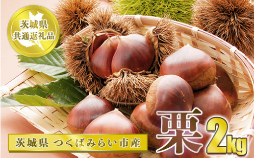 栗 2kg【茨城県共通返礼品 つくばみらい市】
※2024年10月上旬～10月下旬頃に順次発送予定