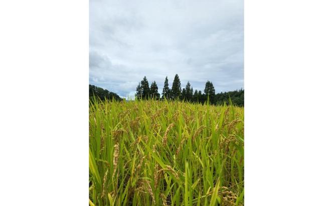 農家直送　新潟県 天水田 魚沼産コシヒカリ 玄米10kg