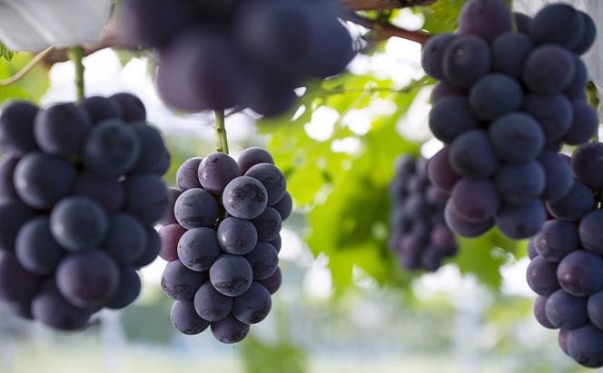 ぶどう 2024年 先行予約 ニューピオーネ 1kg箱（2房） 葡萄 ブドウ 岡山県産 フルーツ 果物