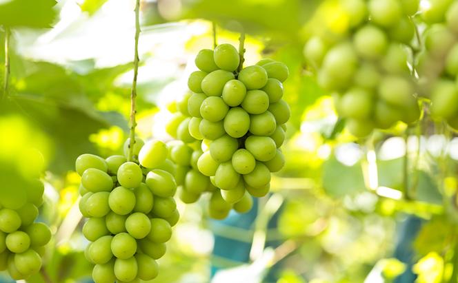 ぶどう 2024年 先行予約 シャインマスカット 1kg箱（2房） 葡萄 ブドウ 岡山県産 フルーツ 果物
