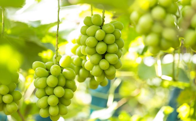 ぶどう 2024年 先行予約 シャインマスカット 1房箱（約800g） 葡萄 ブドウ 岡山県産 フルーツ 果物