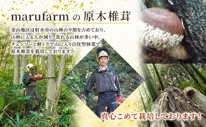 【年内出荷】数量限定 原木椎茸「金山かぐや」射水市金山産 /おせち材料 正月 料理 きのこ 野菜 山菜/富山県射水市