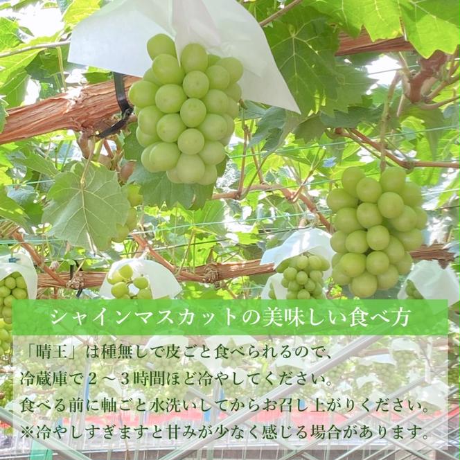 ぶどう 2024年 先行予約 シャインマスカット 晴王 1房 約700g 岡山県産 葡萄 ブドウ ギフト ハレノフルーツ 皮ごと食べる みずみずしい