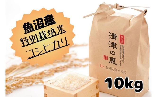 【令和6年産】魚沼産特別栽培米コシヒカリ［清津の恵］精米10kg（5kgx2袋）