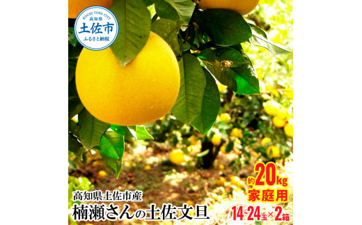 高知県土佐市産 楠瀬さんの土佐文旦 家庭用 約20kg 10kg×2箱 期間限定 高知 土佐 文旦 ぶんたん ブンタン 柑橘 みかん 果物 20キロ  14～24玉 フルーツ 旬 ご自宅用 常温